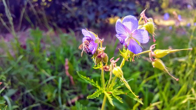 Pretty nature