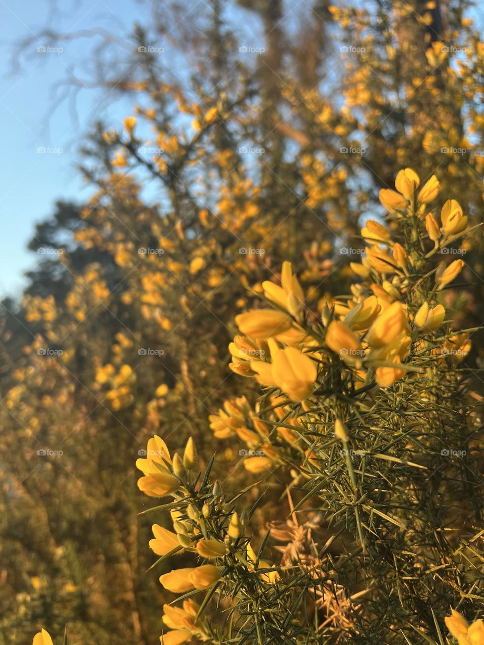 Gorse thorns