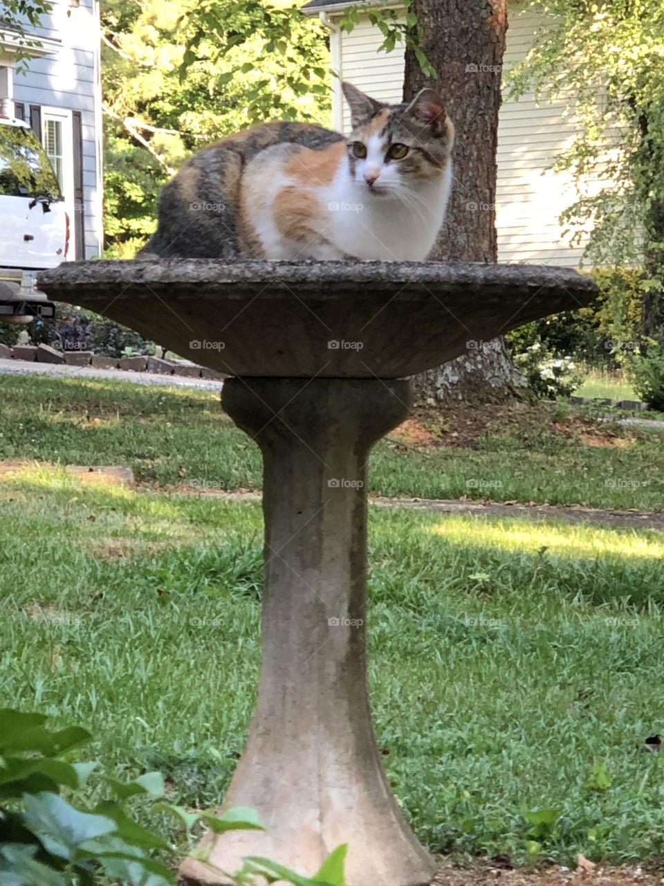 Calico kitten in a birdbath 