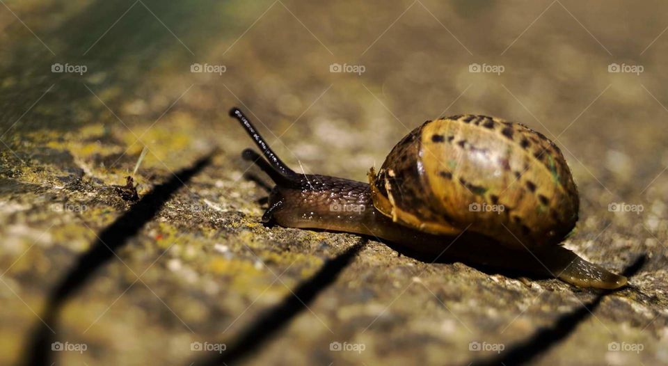 Long Journey For The Snail