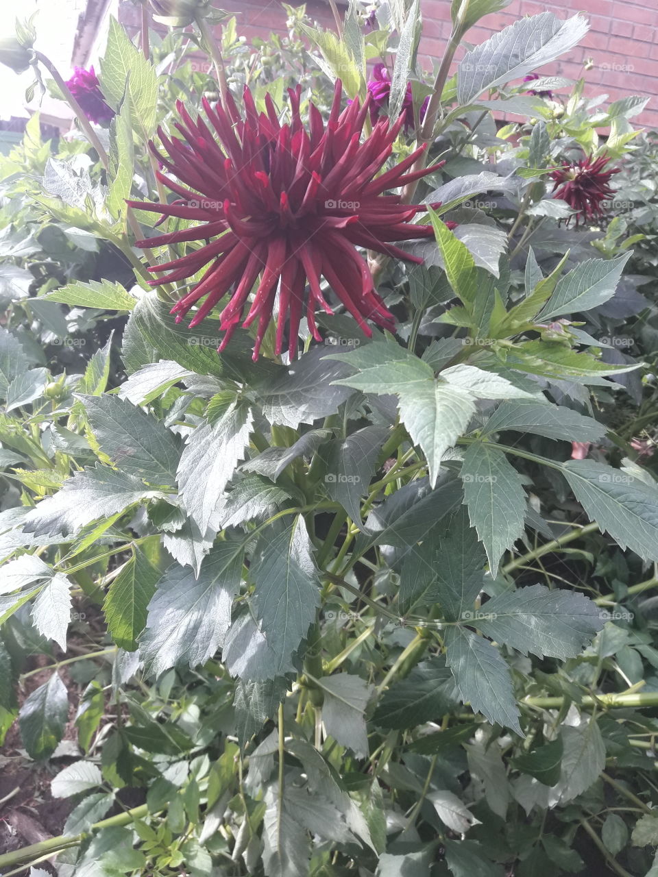 Фото цветок георгин