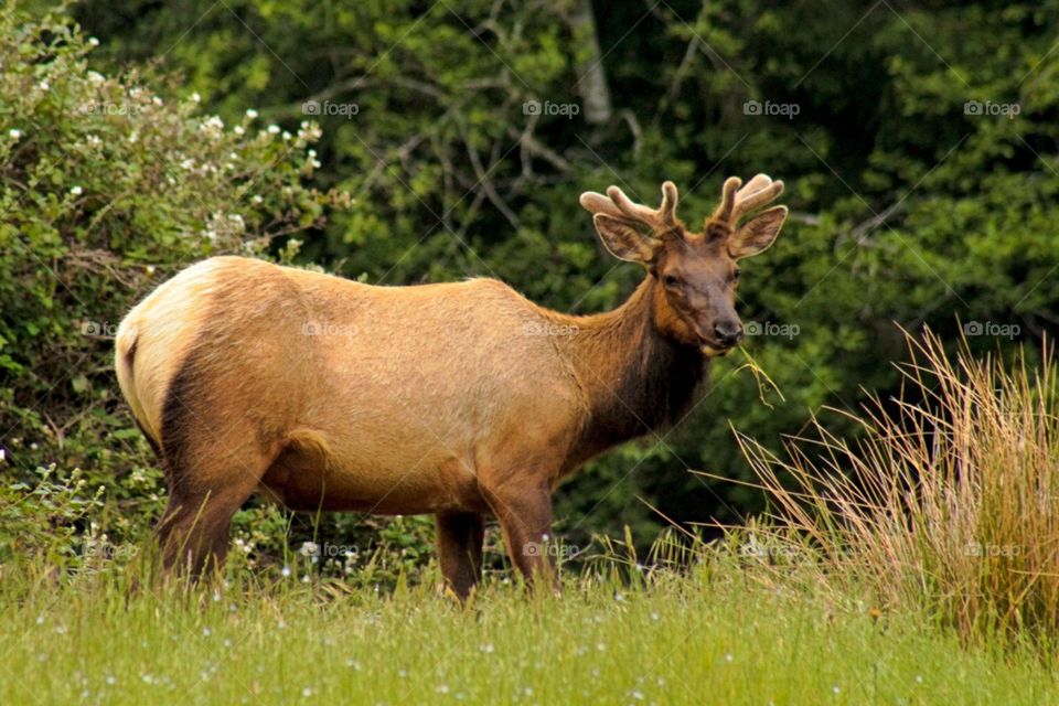 Young elk 