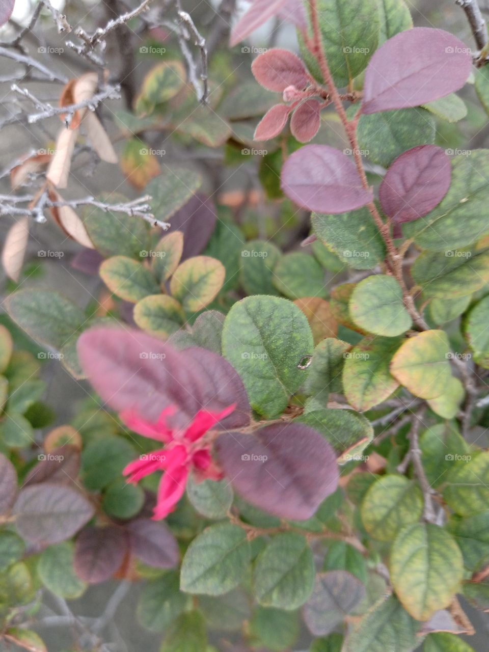 Beautiful Red Flower