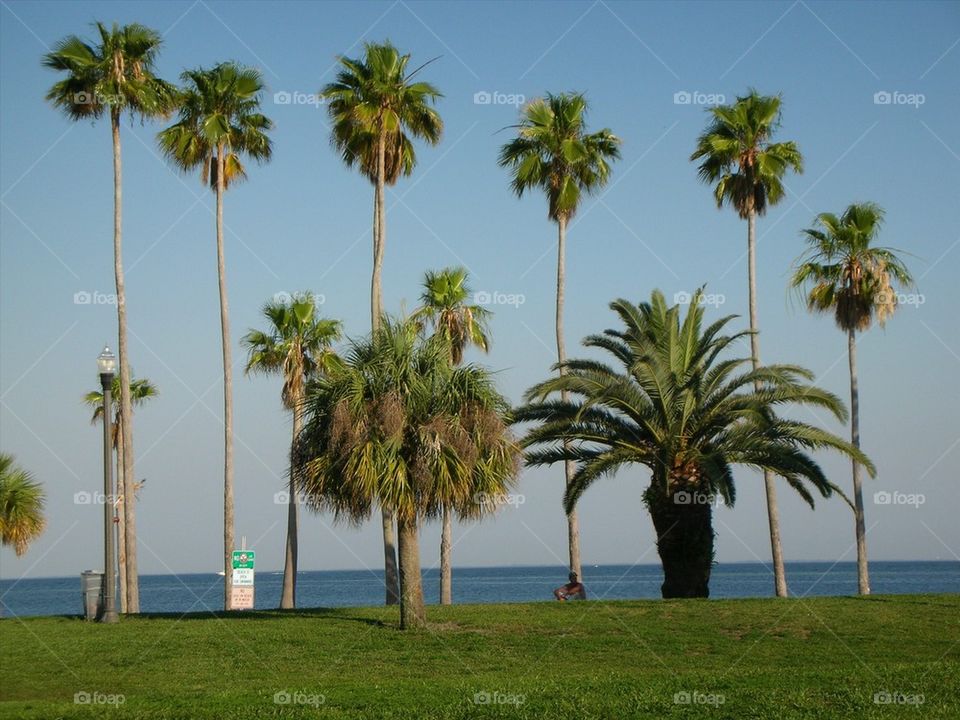 Palm tree Park Hangout St Petersburg, Florida