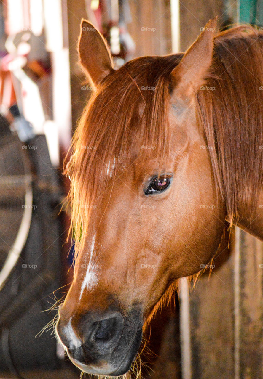 Horse in a stable