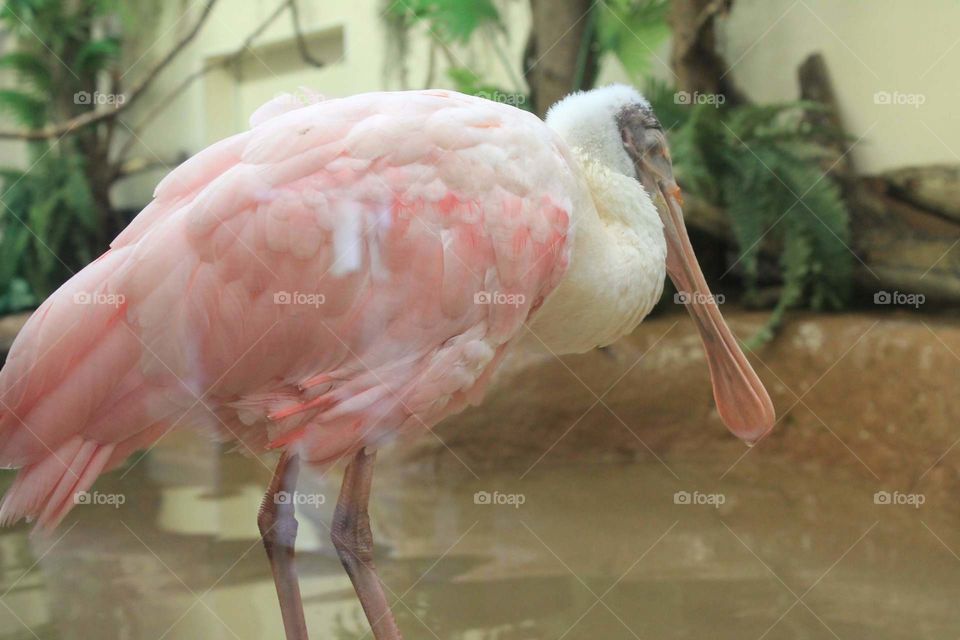 A Roseate Spoonbill standing watch and trying to ignore the tourists passing by him. Can be confused with a Flamingo from a distance because of its similar coloring.Taken at ZooAmerica in Hershey, Pennsylvania
