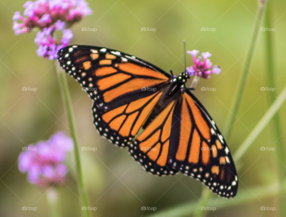 Orange butterfly 