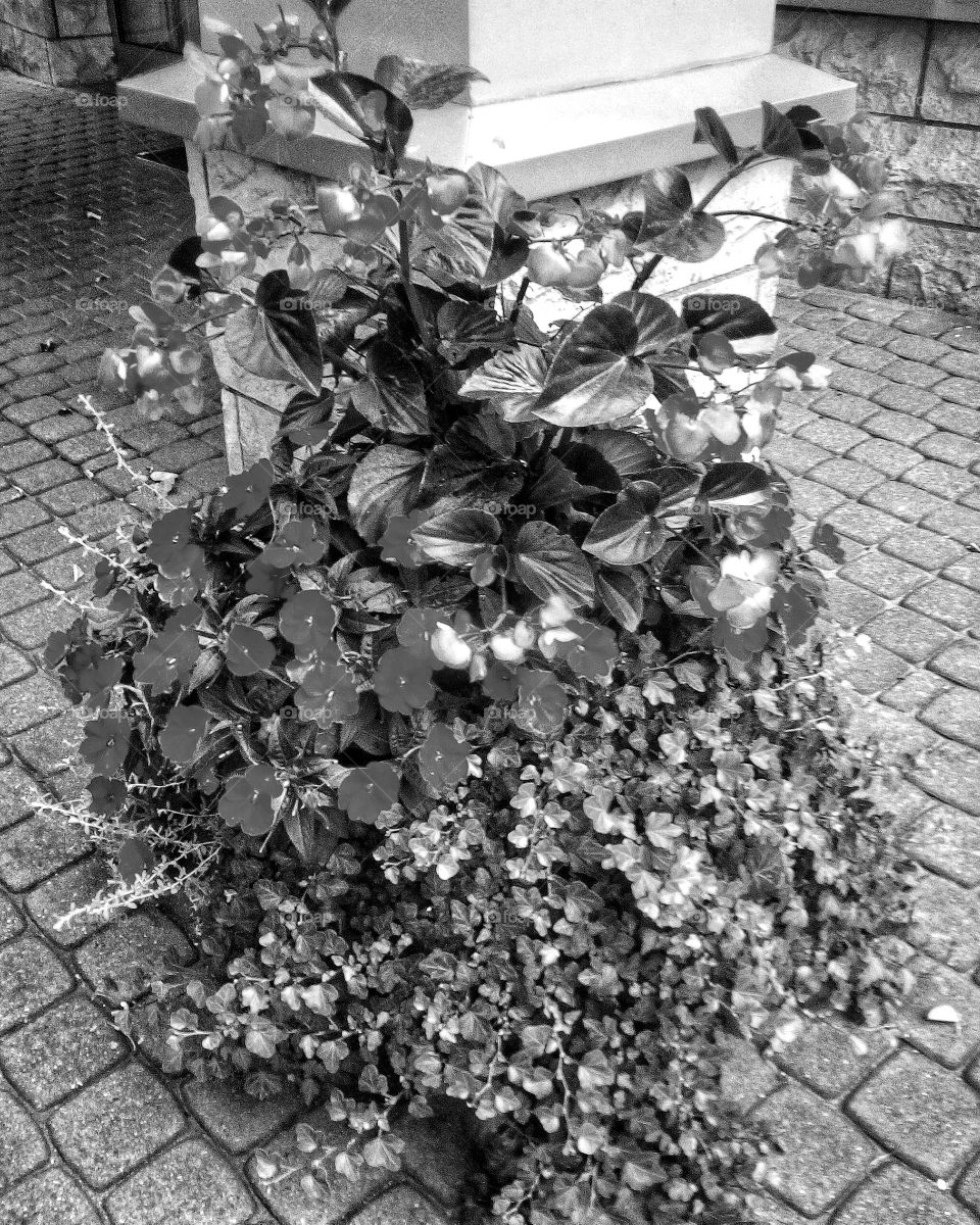 "The most colorful thing in the world is black and white, it contains all colors and at the same time excludes all."
~ Vikrmn, 10 Alone