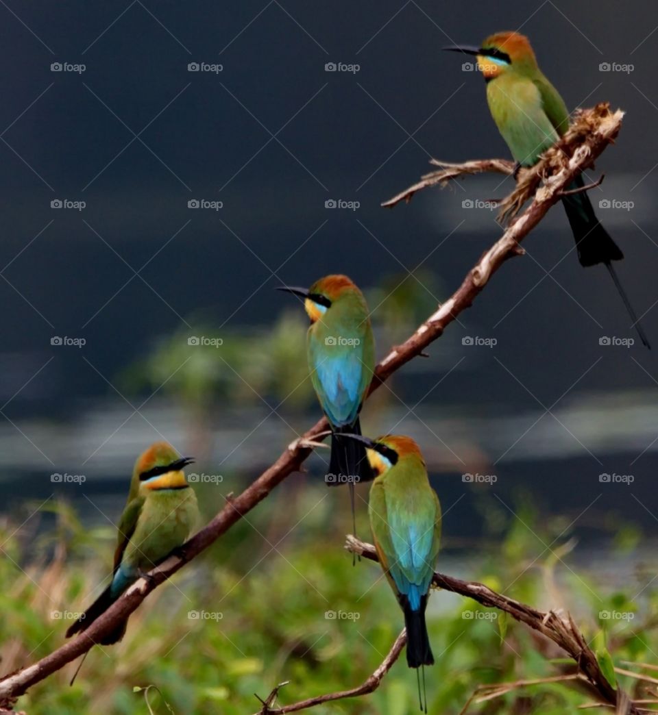 Rainbow bee eater