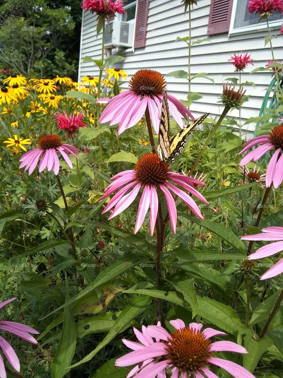 Purple Coneflower with a visitor