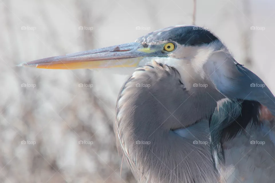 Heron