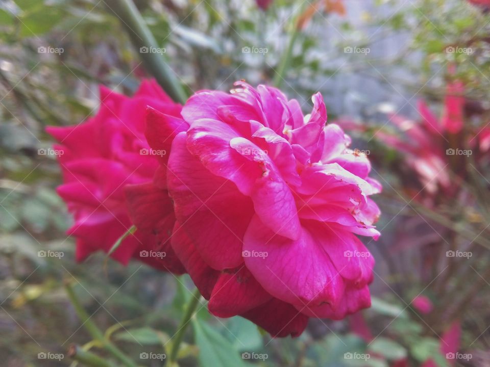 red rose. beauty red rose