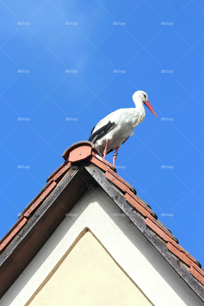 stork sitting on a house gable