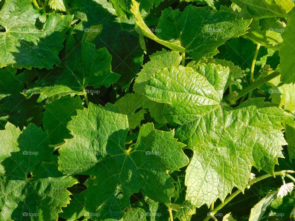 grape leaves