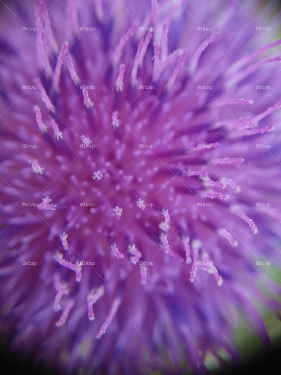 Picture taken with my smartphone and macro lens.