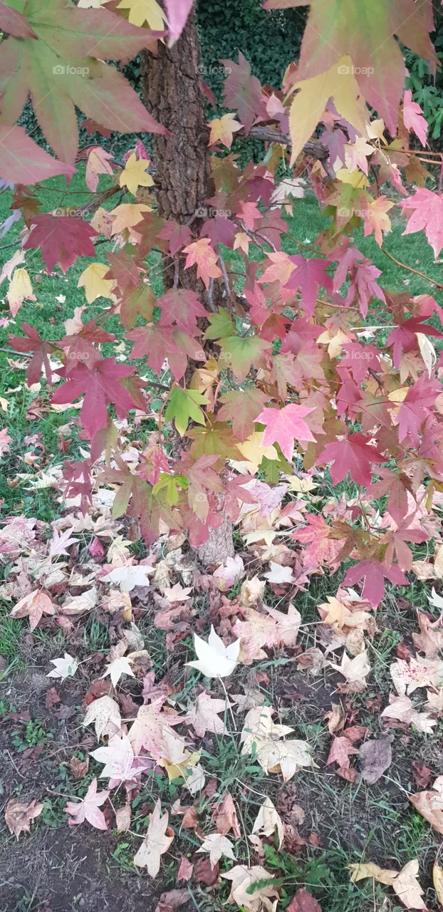 autumn vibes