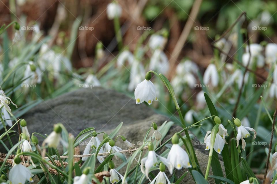 Leucojum vernum is spring white flower is an early-flowering plant that looks like a snowdrop. Leucojum vernum is a perennial bulbous plant. Galanthus vernus, Nivaria verna, Erinosma verna.