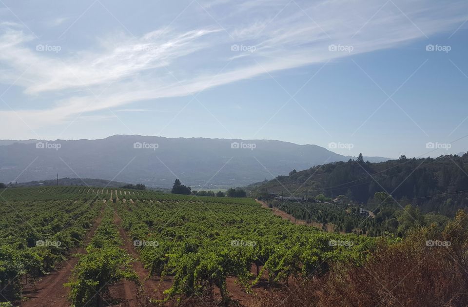 vineyard landscape in Sonoma valley California