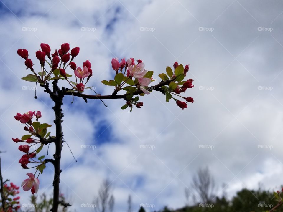 Cherry blossom against cloudy sky