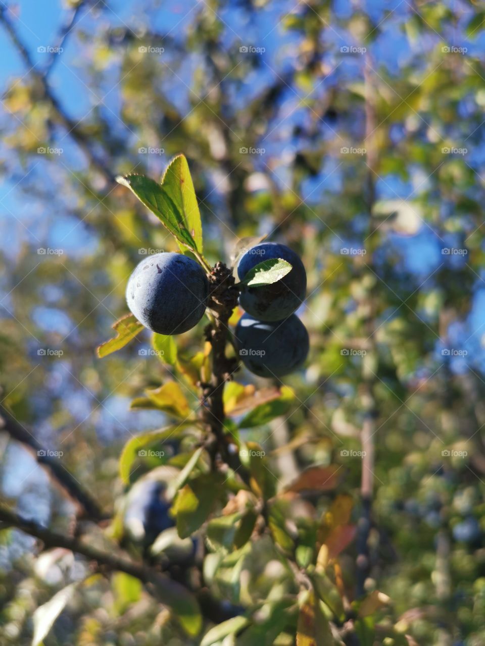 Berries on the bush 