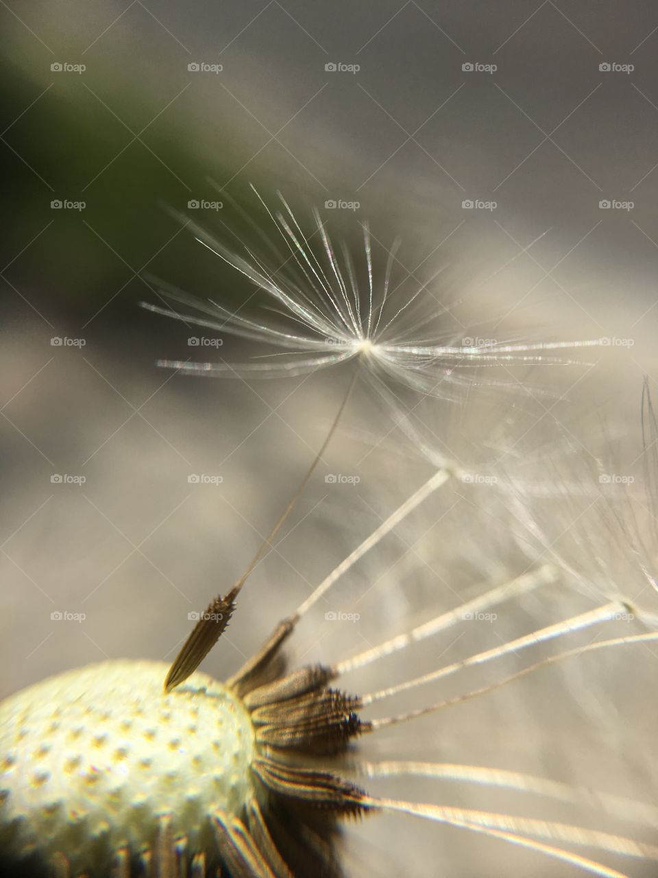 Dandelion