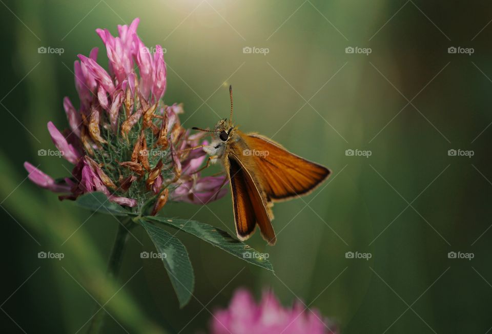 Butterfly on flower