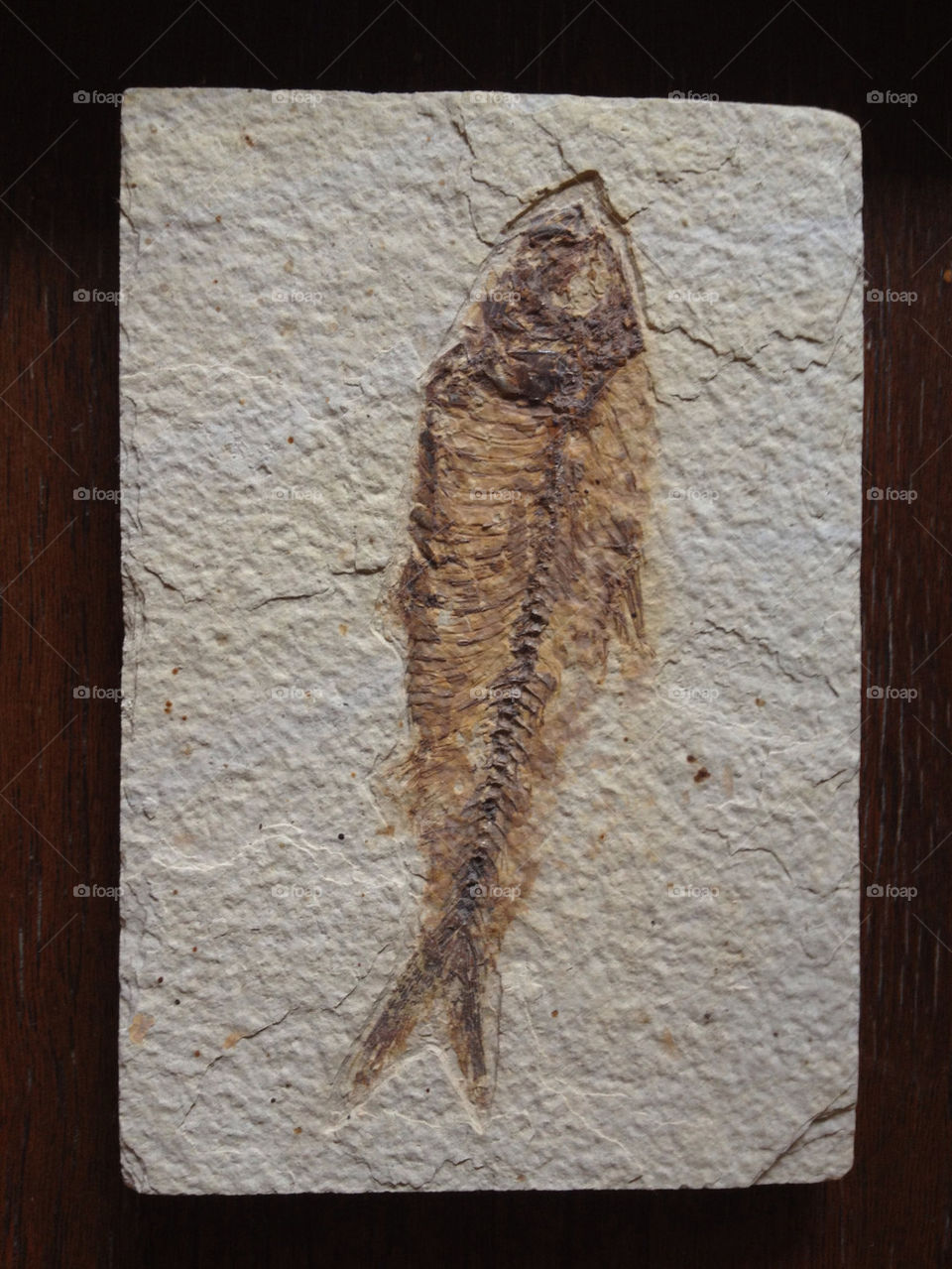 fish stone fossil by davidi92260