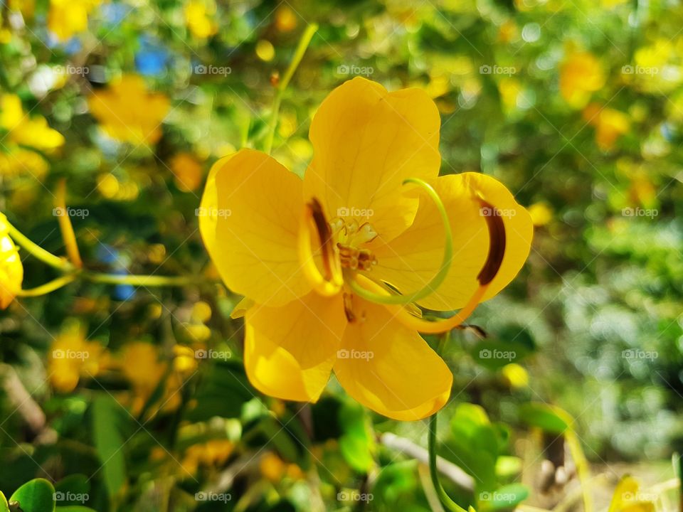 Yellow flower