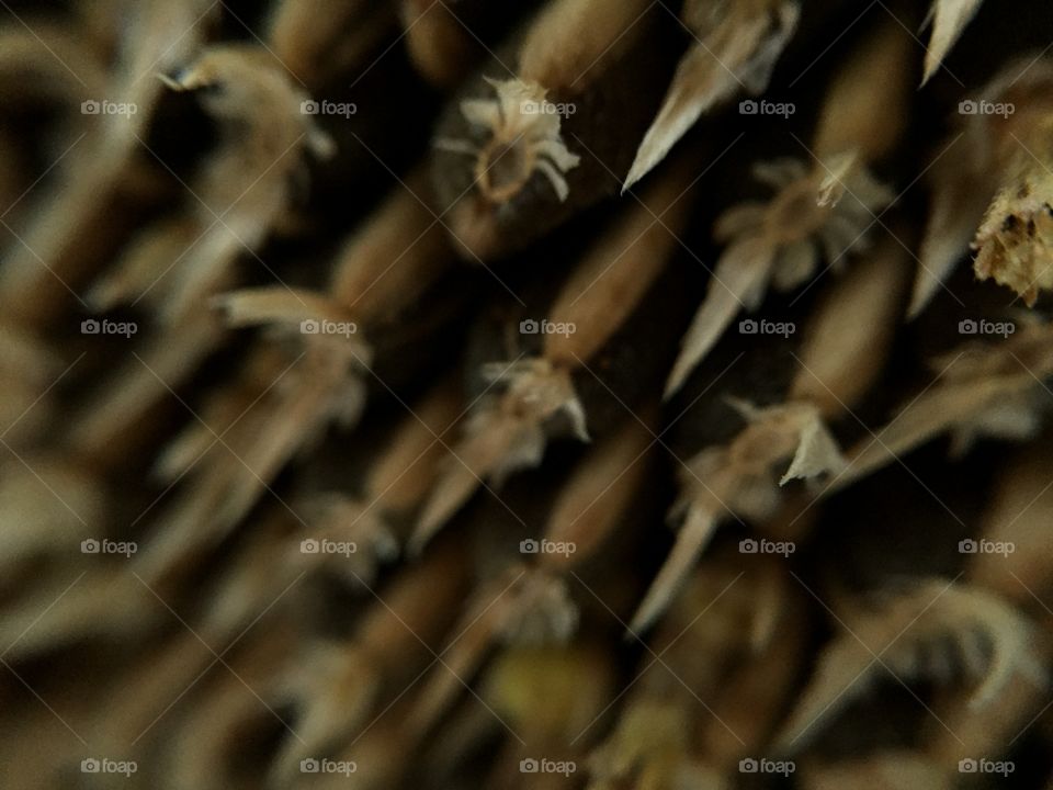 My hobby photography nature