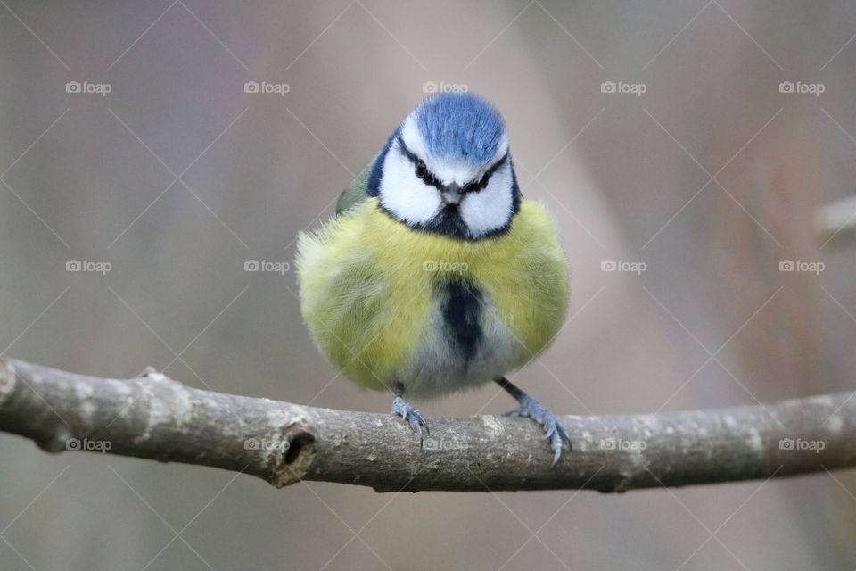 Blue tit