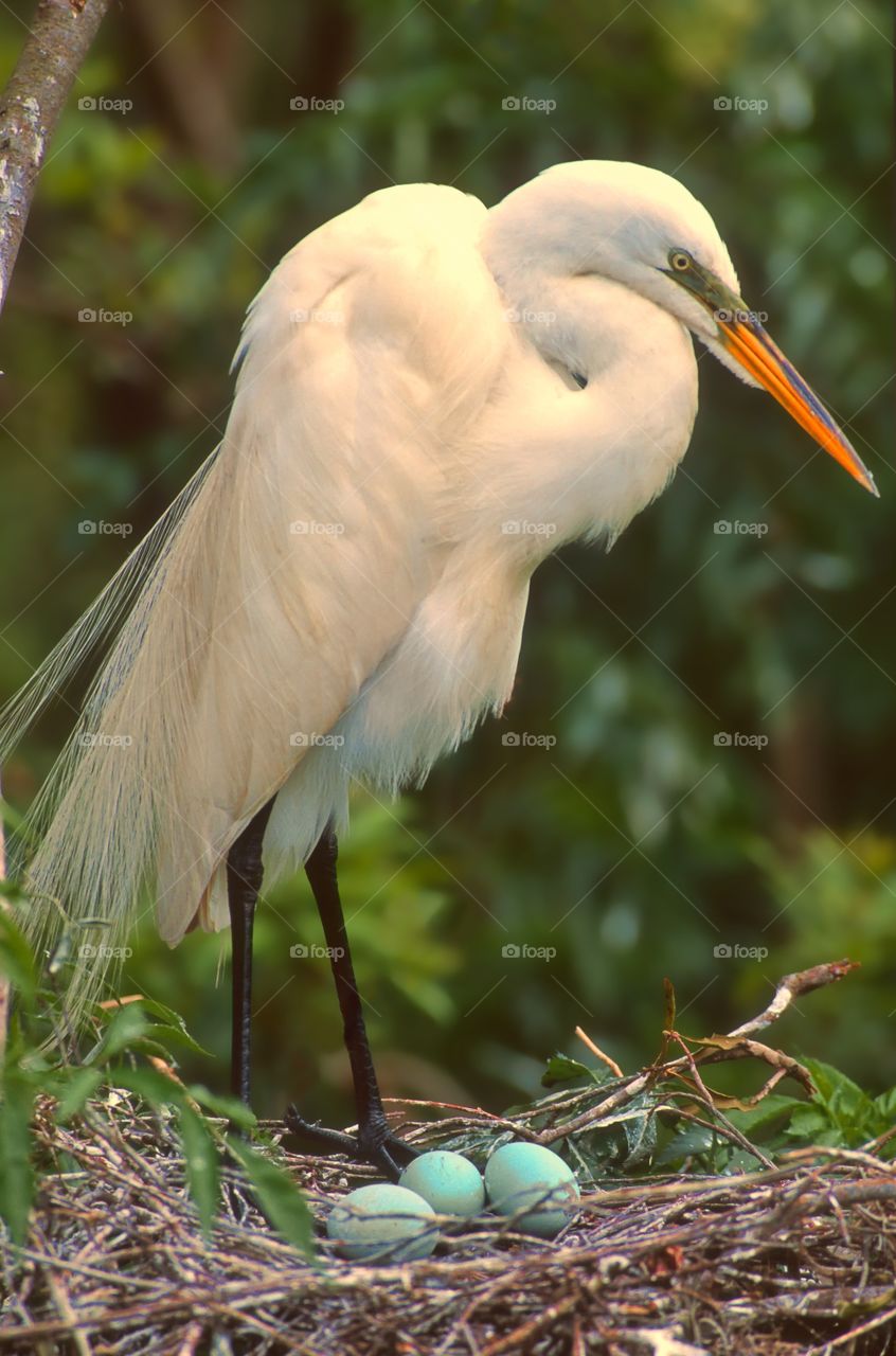 Expectancy. A Great Egret awaiting a Springtime arrival.