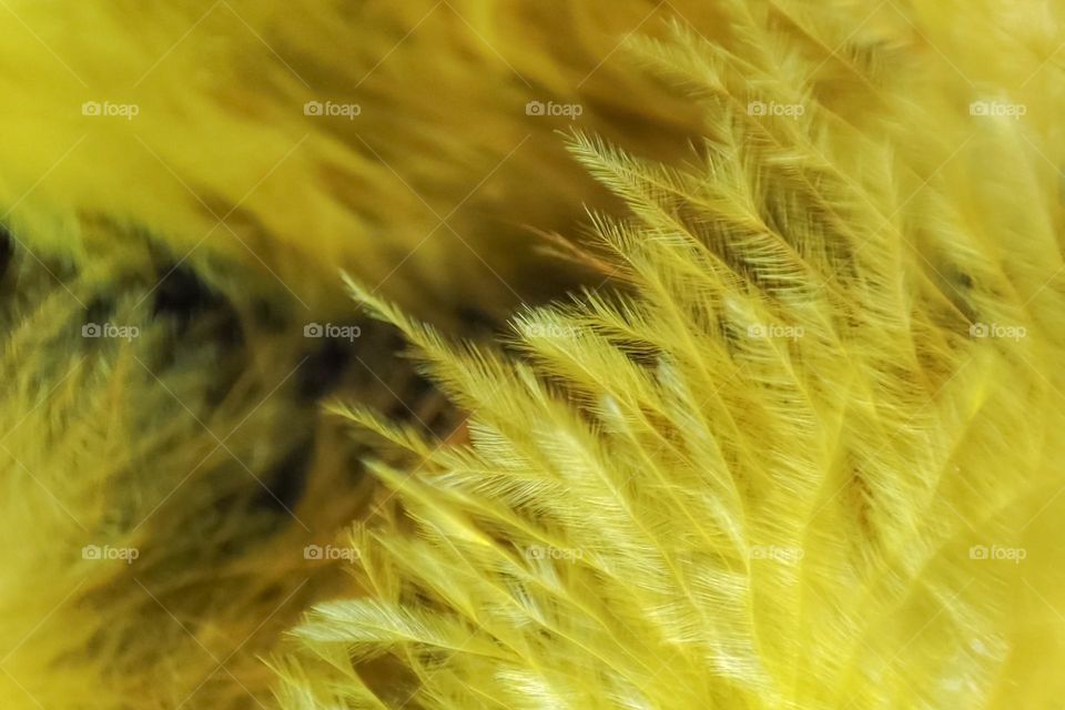 Yellow Feathers Close Up