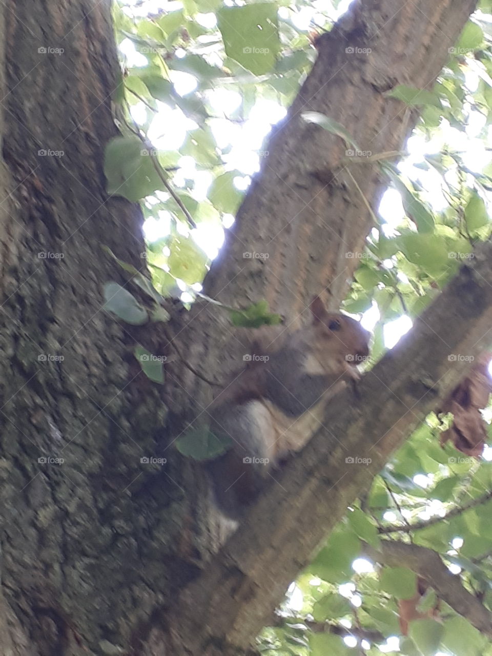 Squirrel In A Tree