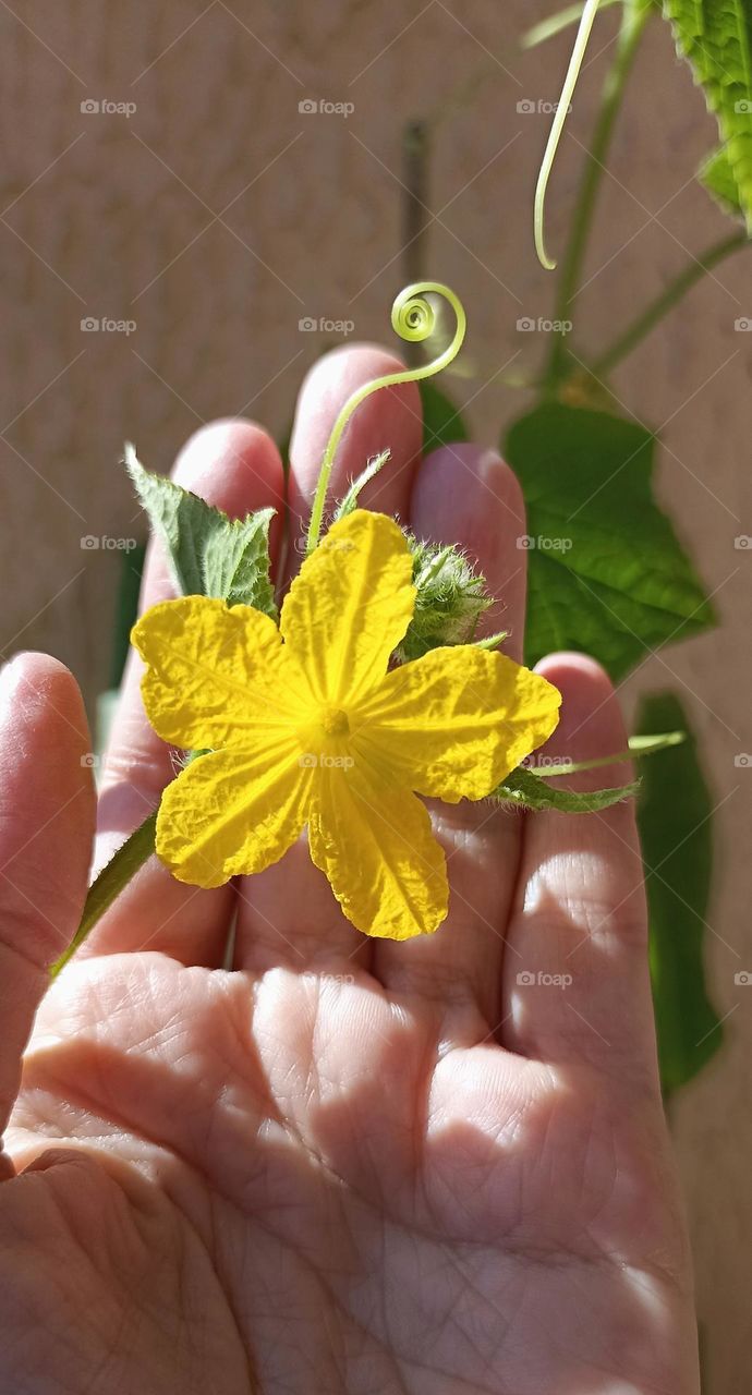 yellow flower colours, colour love