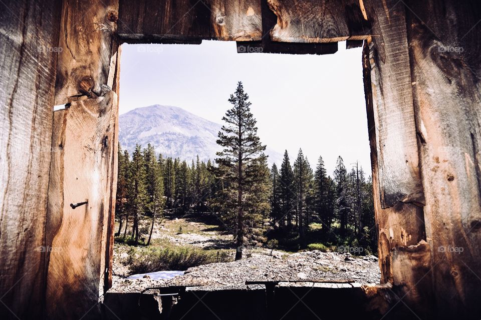 tree through old window