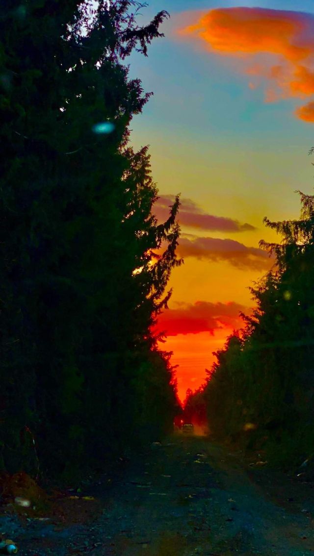 Still life - Limassol Akrotiri - magic sunset - forest 