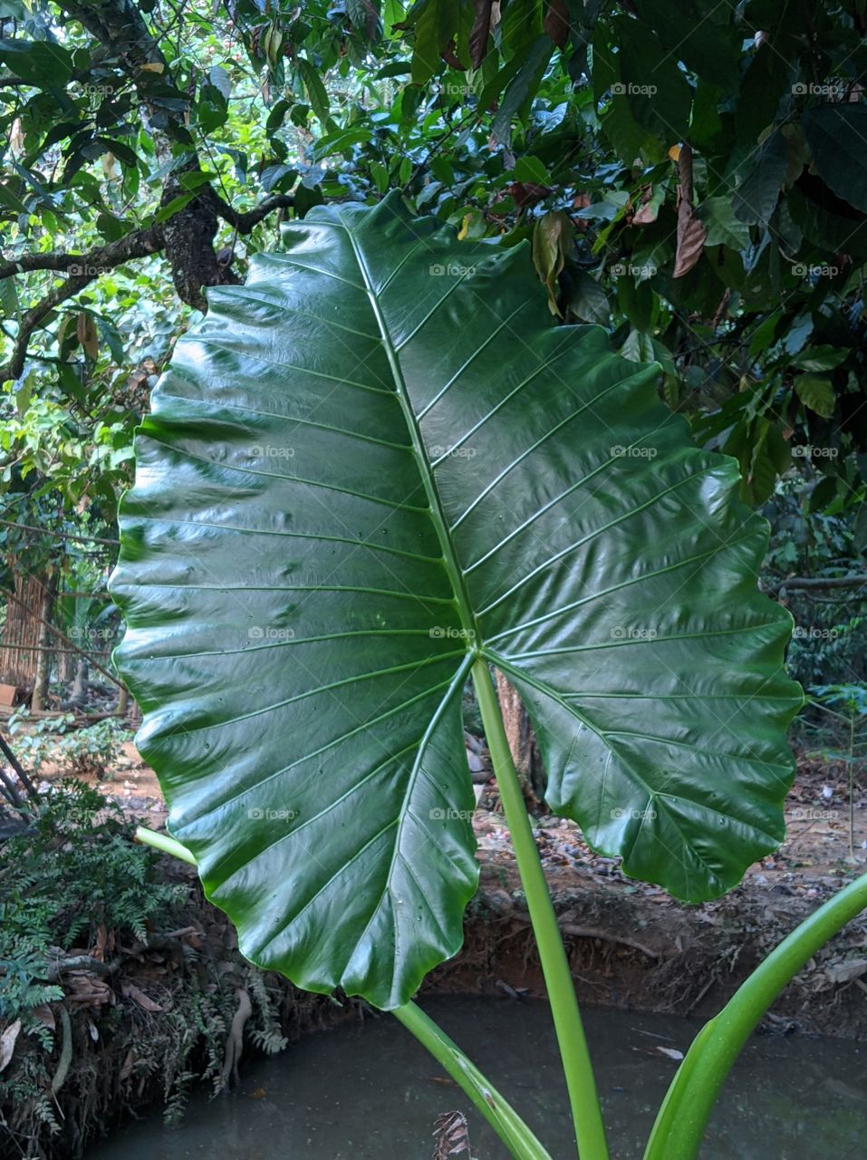taro leaves