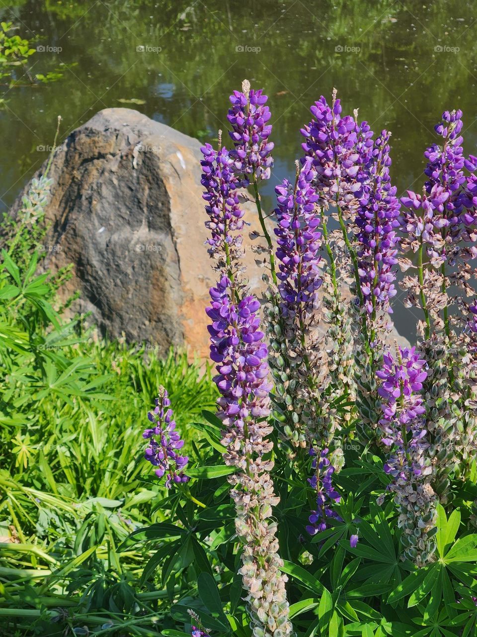 vibrant purple wildflowers and grassy rock scene from Wetlands in Oregon