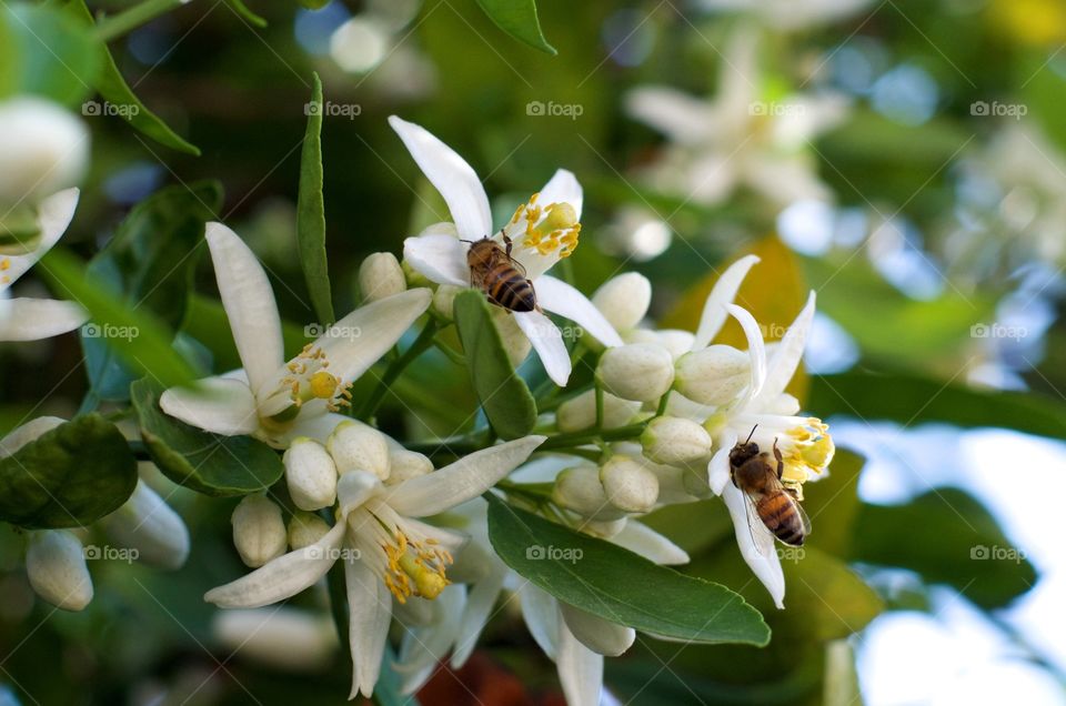 Bees on orange blossoms