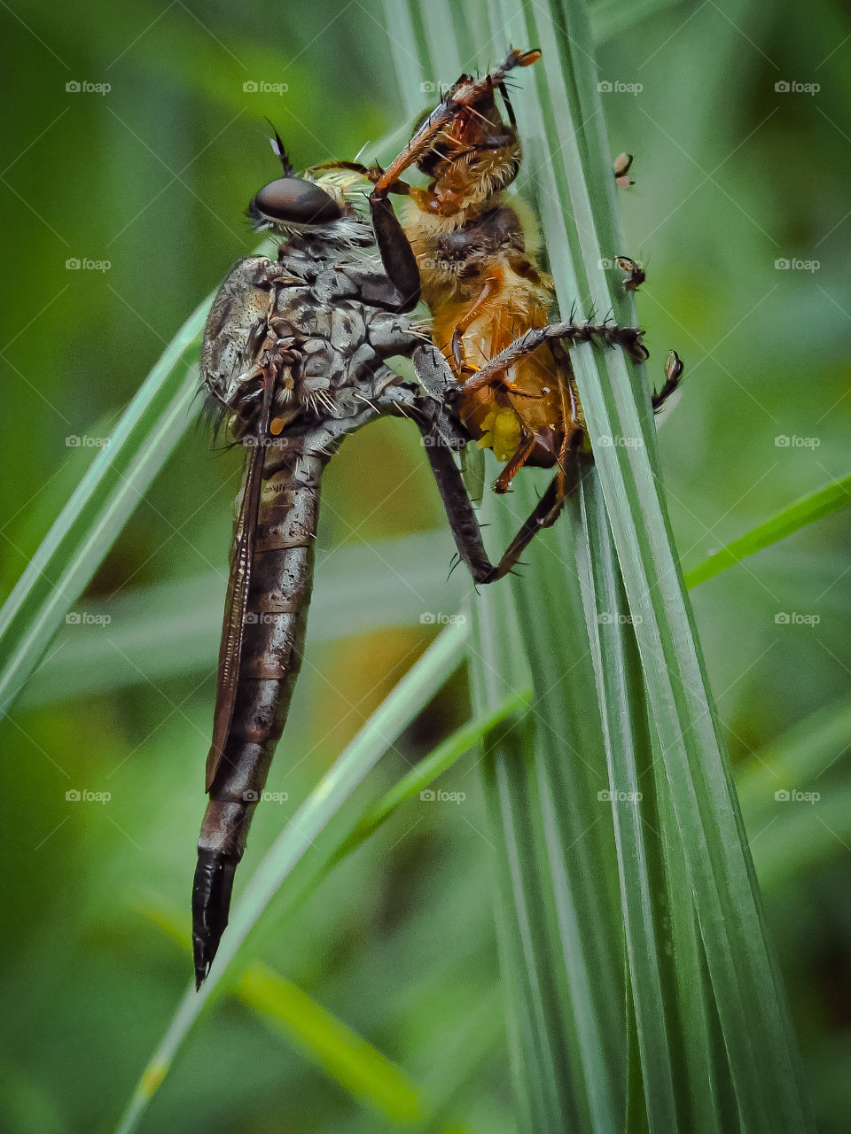 Big Breakfast of Robber Fly