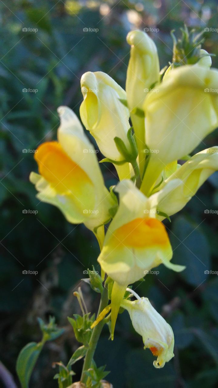 Nature, Flower, No Person, Flora, Leaf