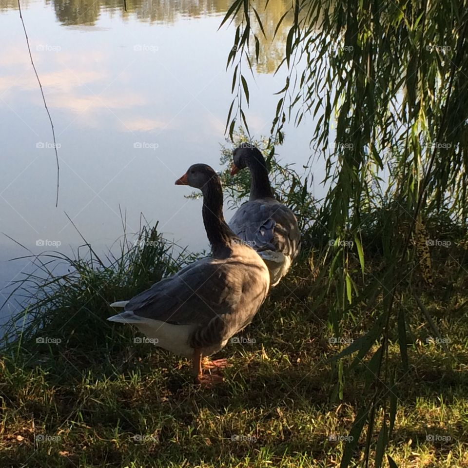 Geese under a willow