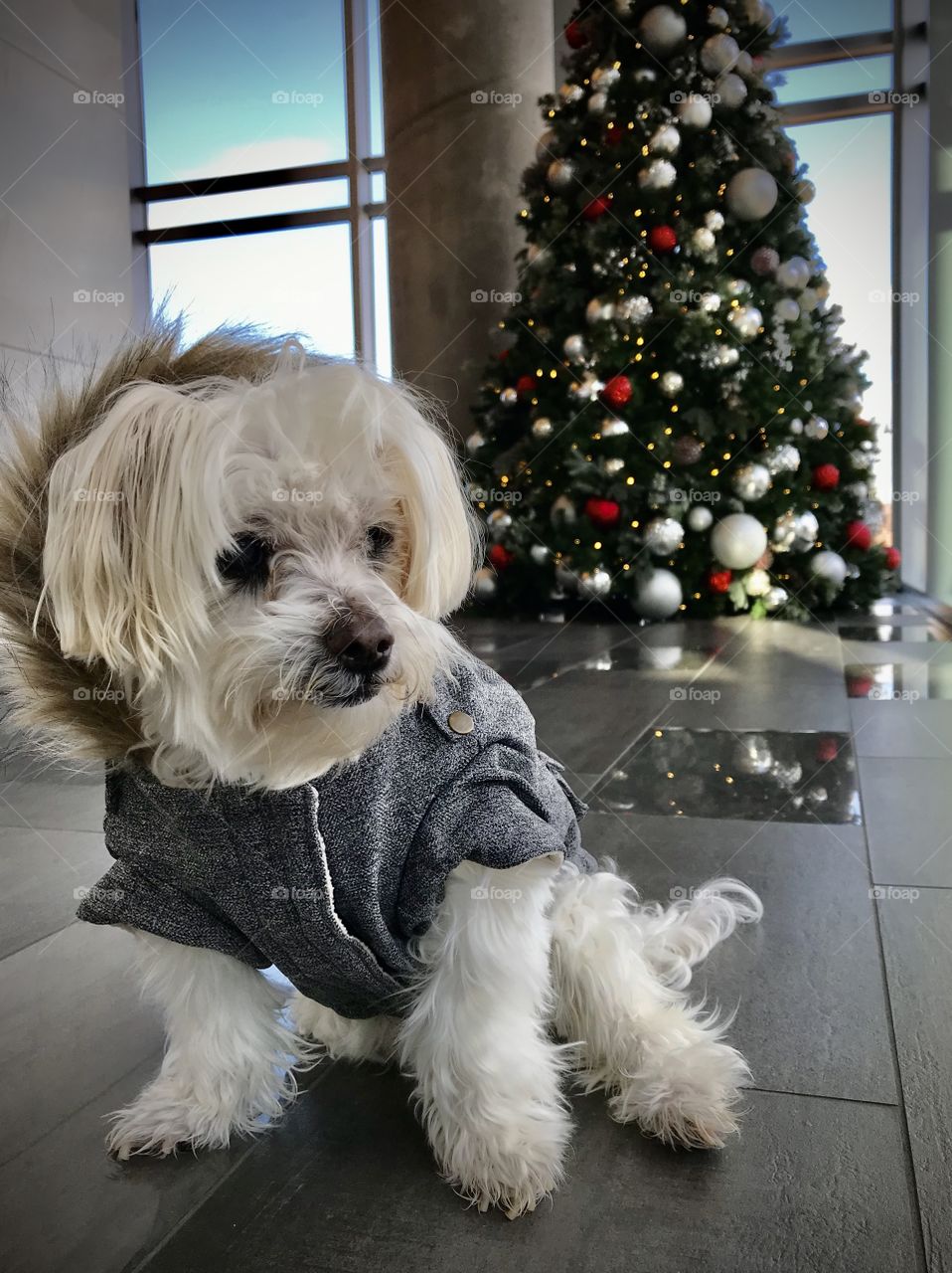 This Maltese is ready for winter in his winter jacket 