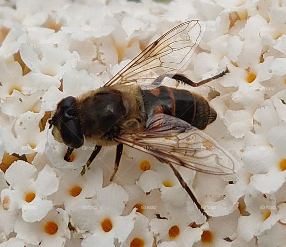 insect on flowers