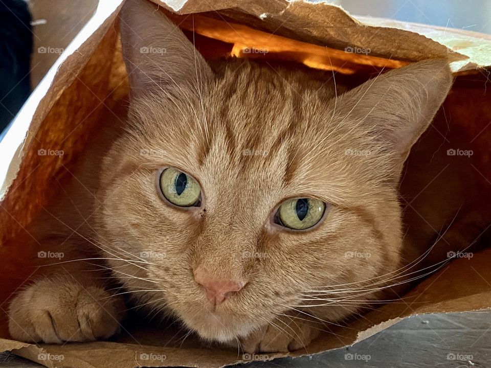 An orange tabby cat sitting in a paper bag