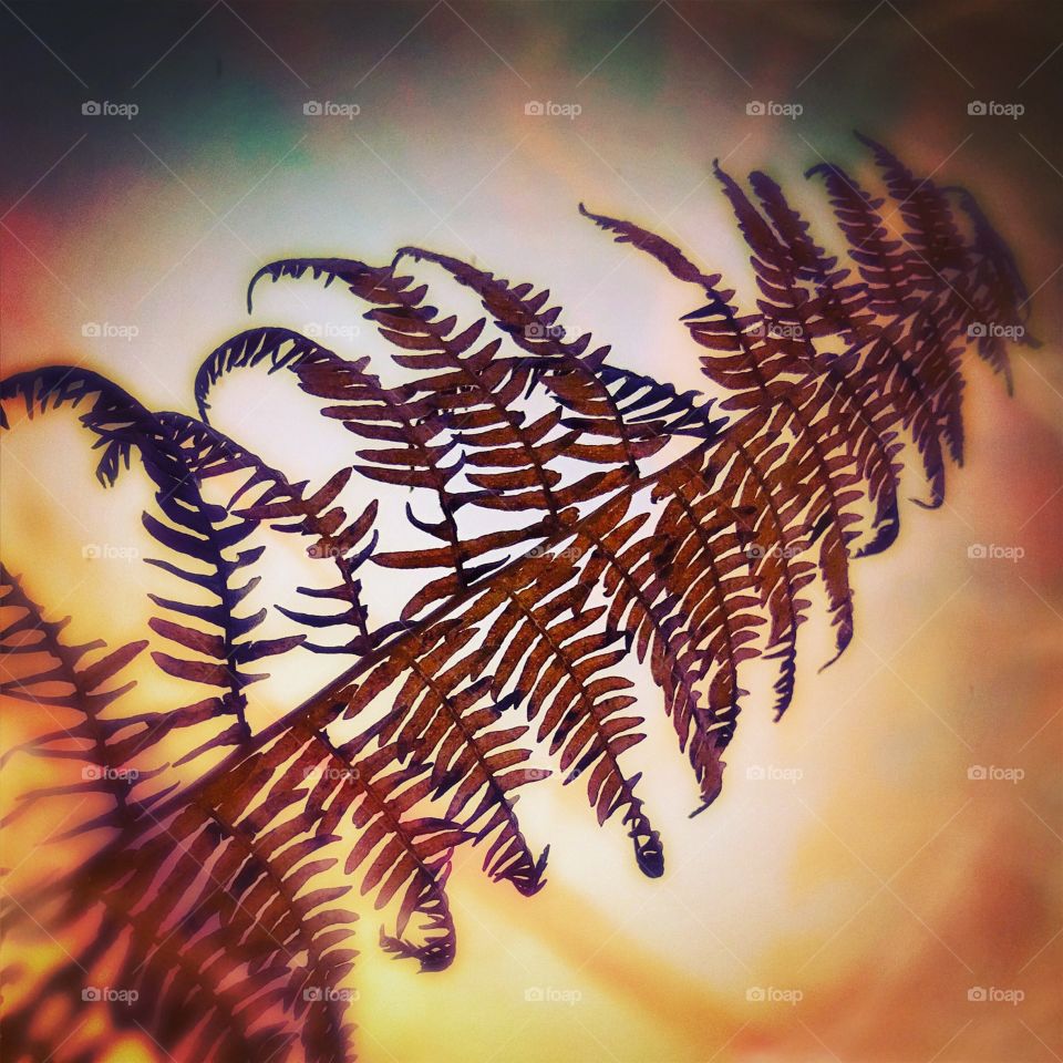 Abstract bracken fern frond 