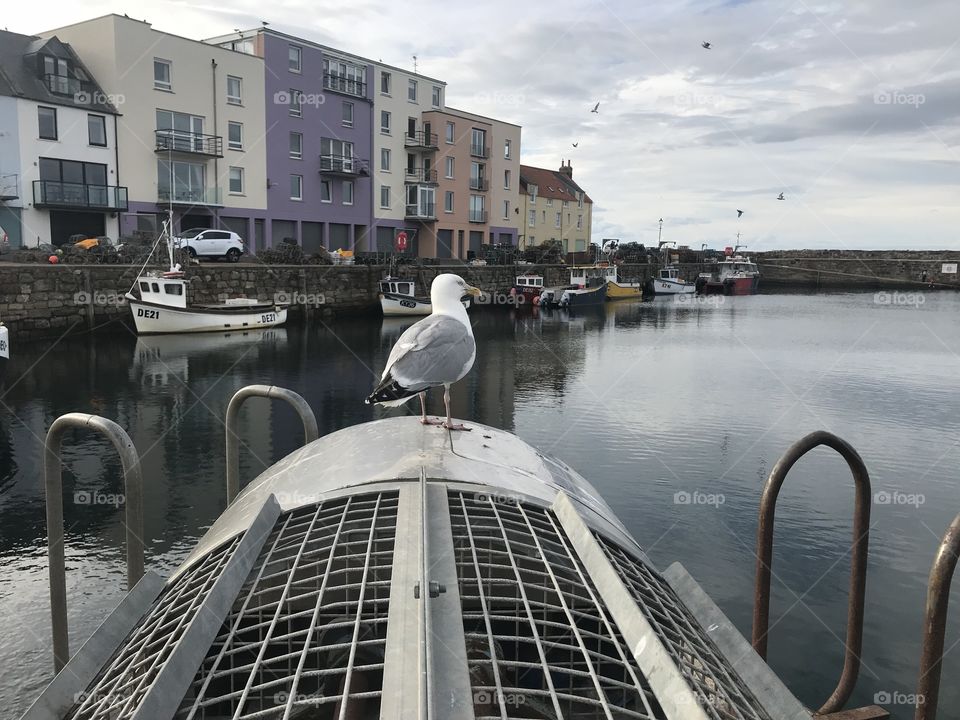 Seagulls in St. Andrews Scotland 