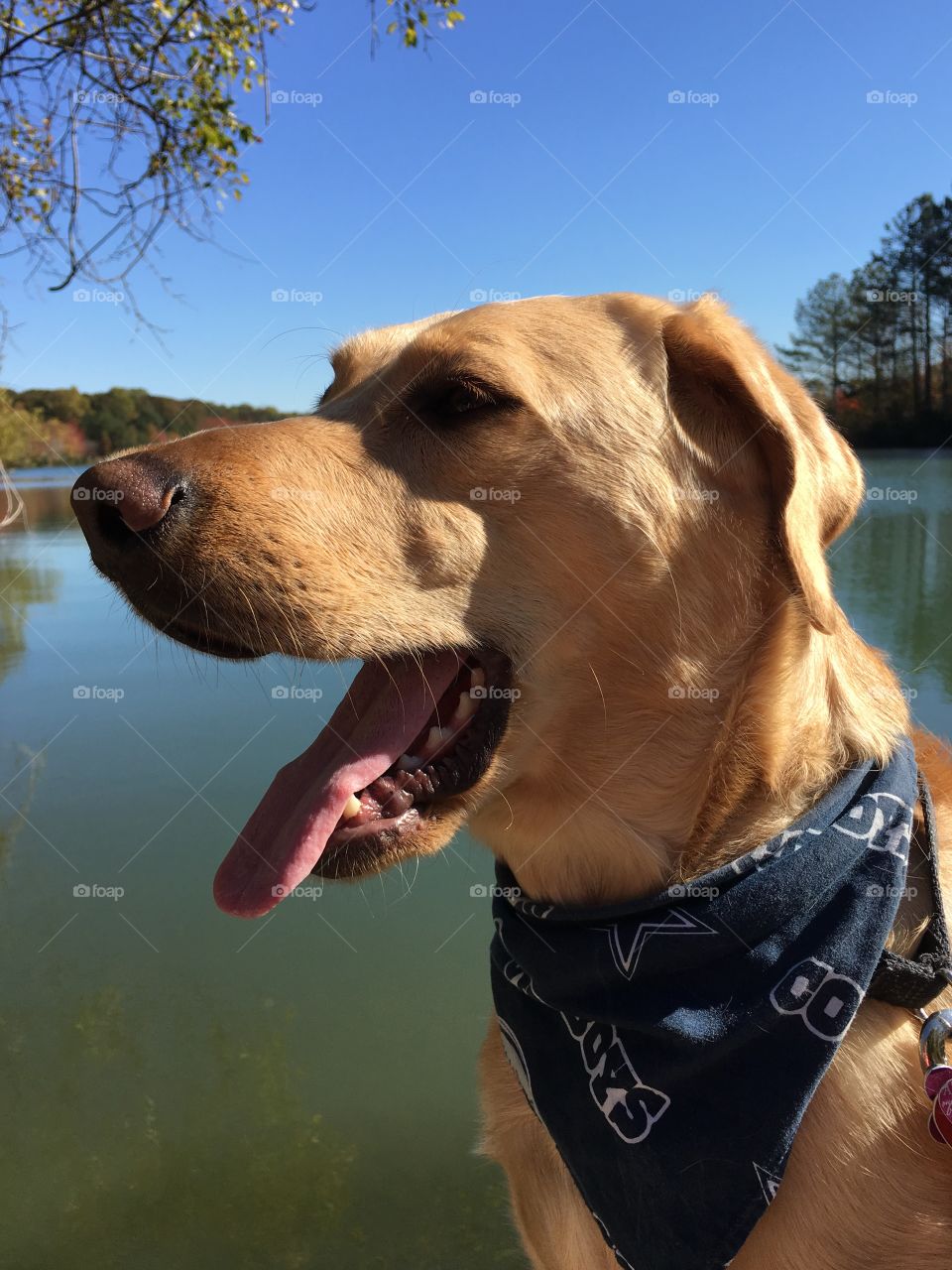 Smiling happy dog at the lake