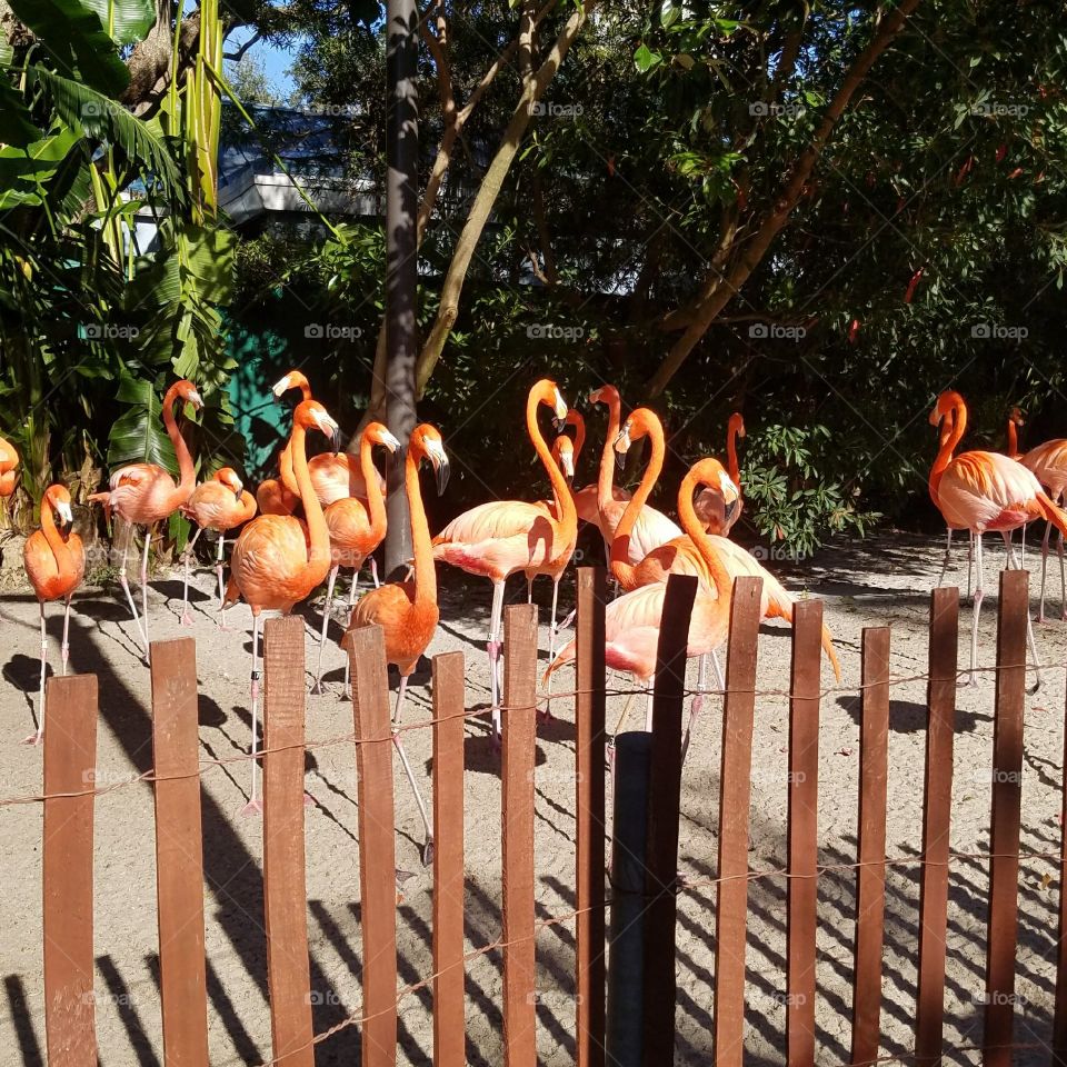 Flamingo friends