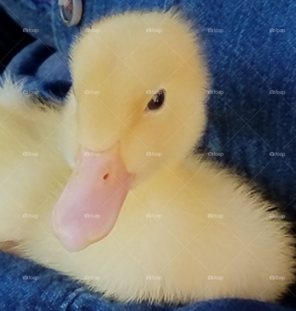 fuzzy duckling
